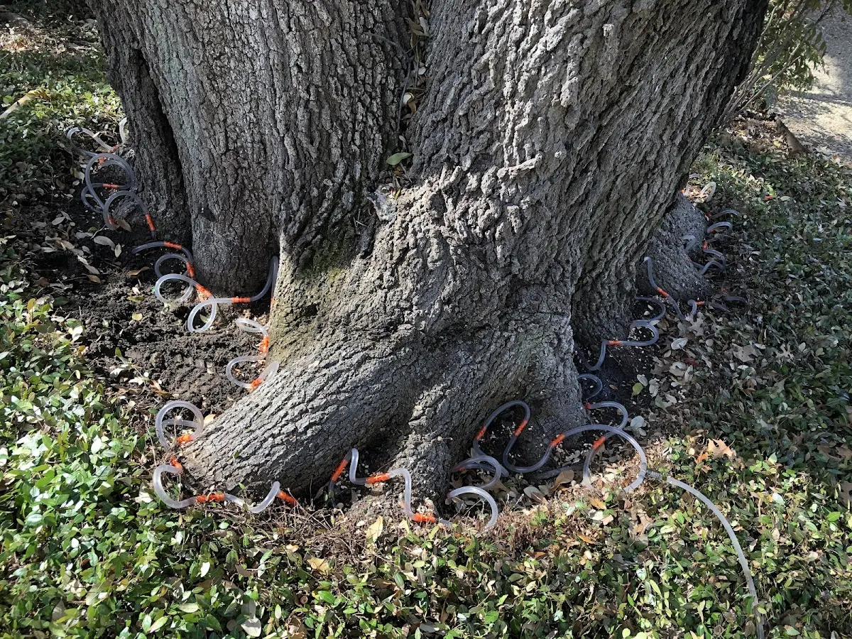 Detailed Tree Cabling and Bracing job site in Angoon